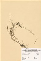 藏品(囊穎草)的圖片